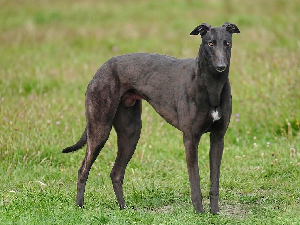 A black greyhound dog standing on green grass outdoors.