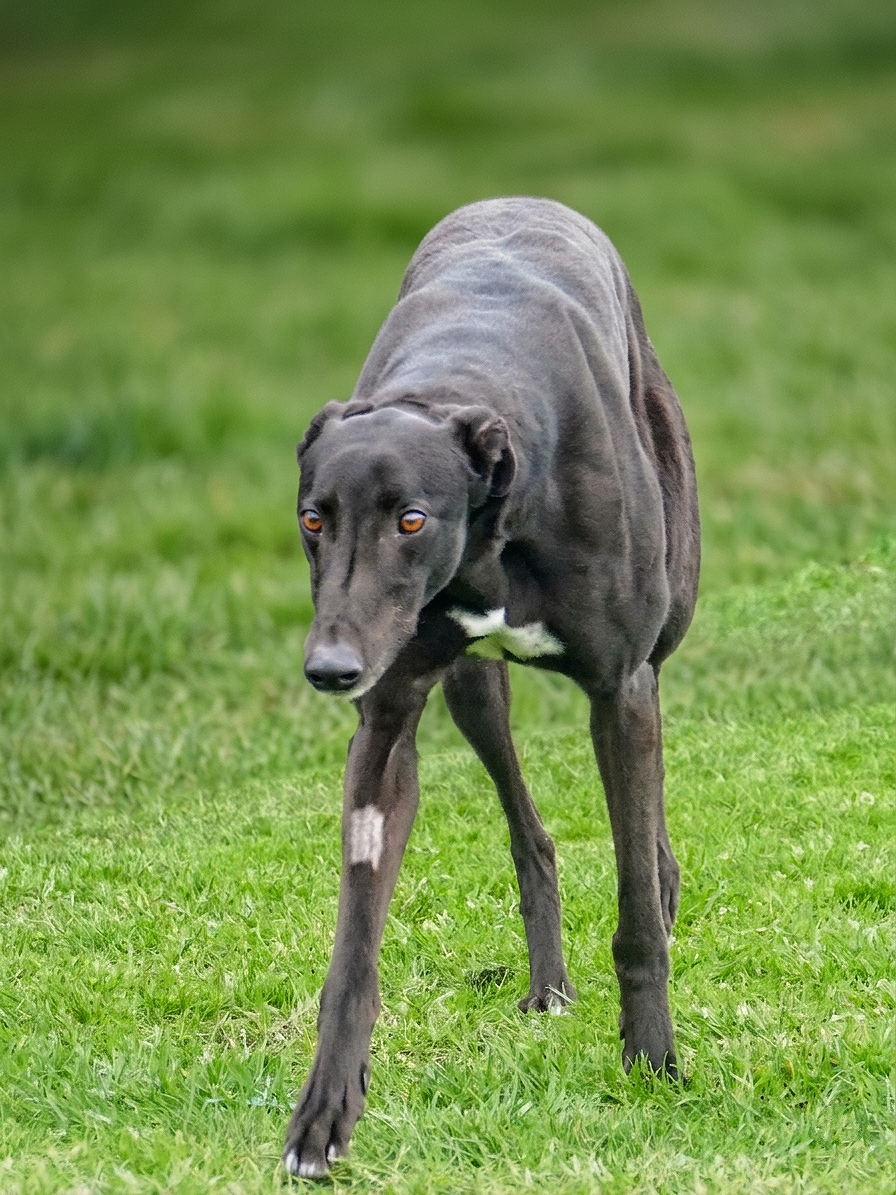 A greyhound dog walking on grass with a focused expression