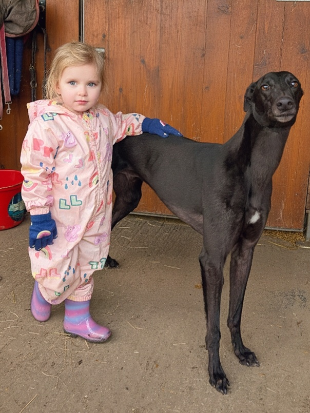 A young girl wearing a pink raincoat and purple rain boots standing beside a large, black dog inside a barn.