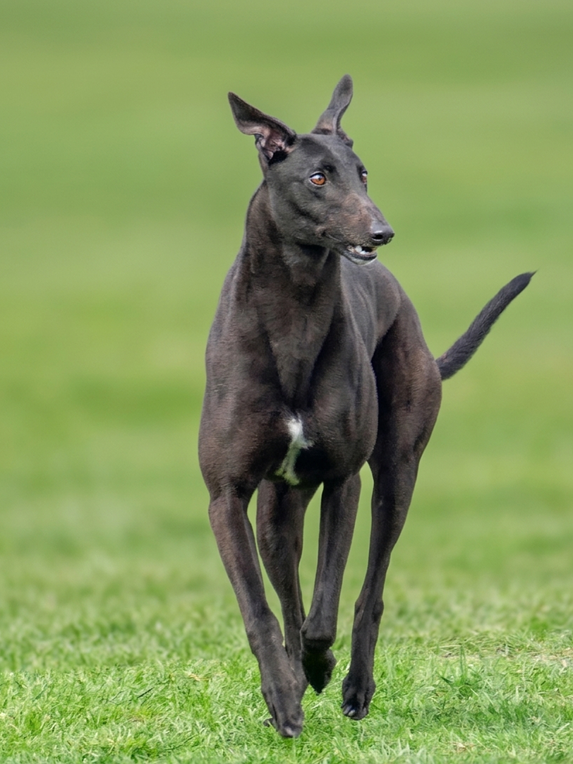 A black dog with pointy ears running on grass in a park.