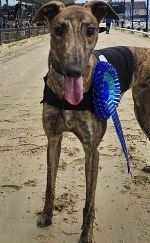 Greyhound_Miami_Duke-big.jpg