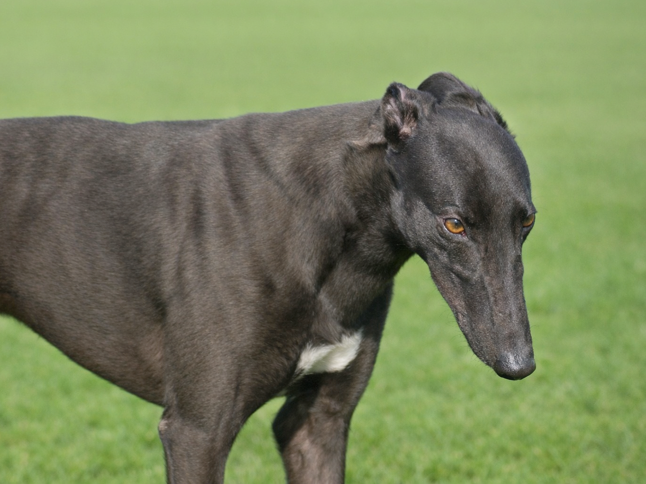 A greyhound dog outdoors on green grass, looking down with a focused expression.