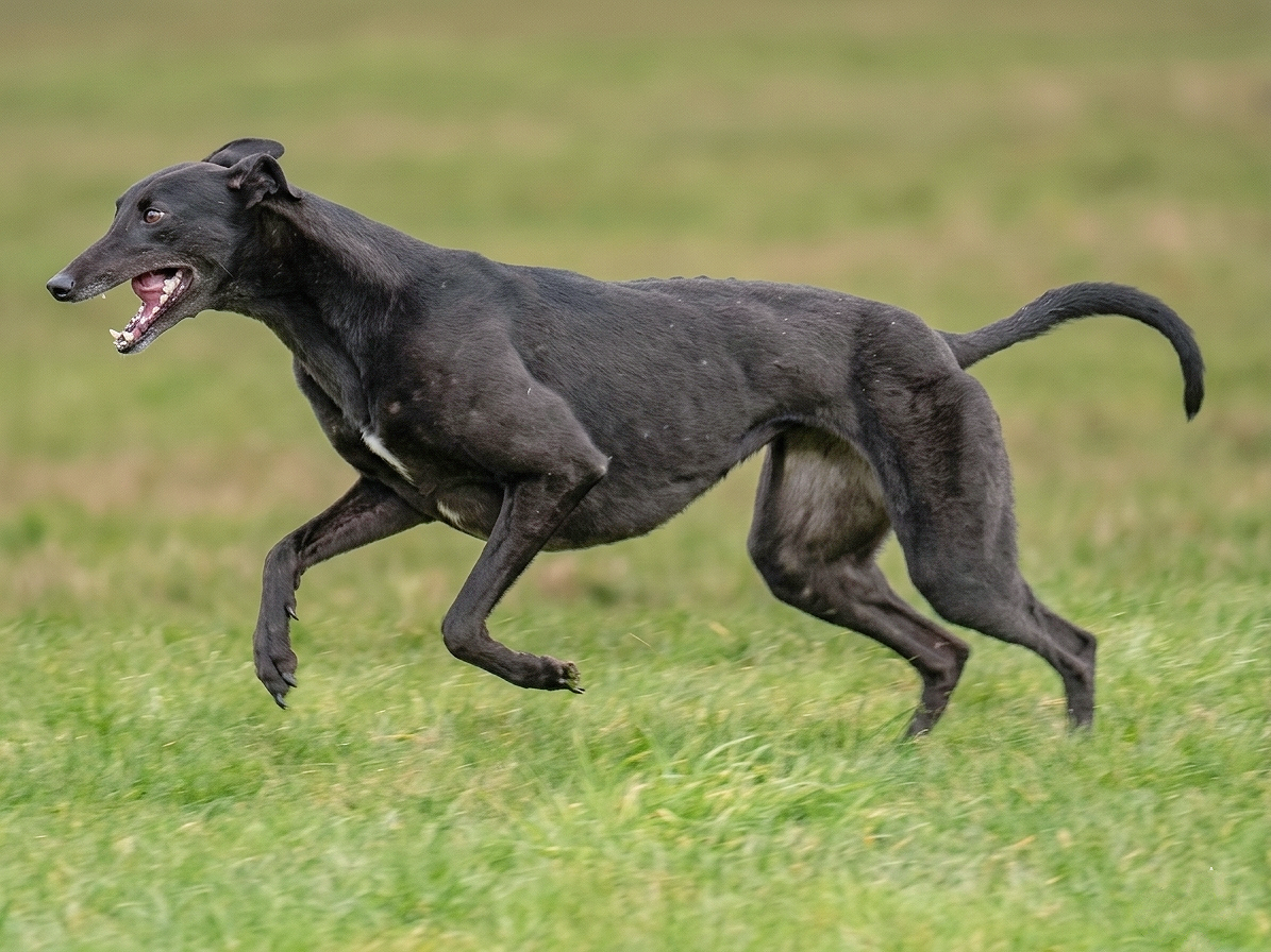 A black dog running on a grassy field.
