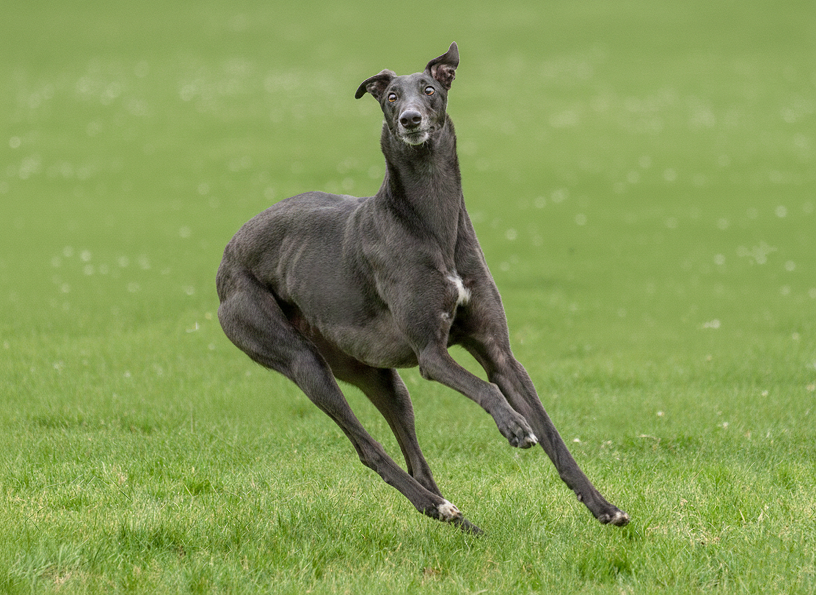 A black dog running on grass, with one ear up and one ear down, looking directly at the camera.