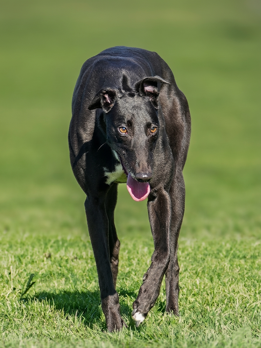 A black dog with tan eyes walking on green grass, with its tongue out.