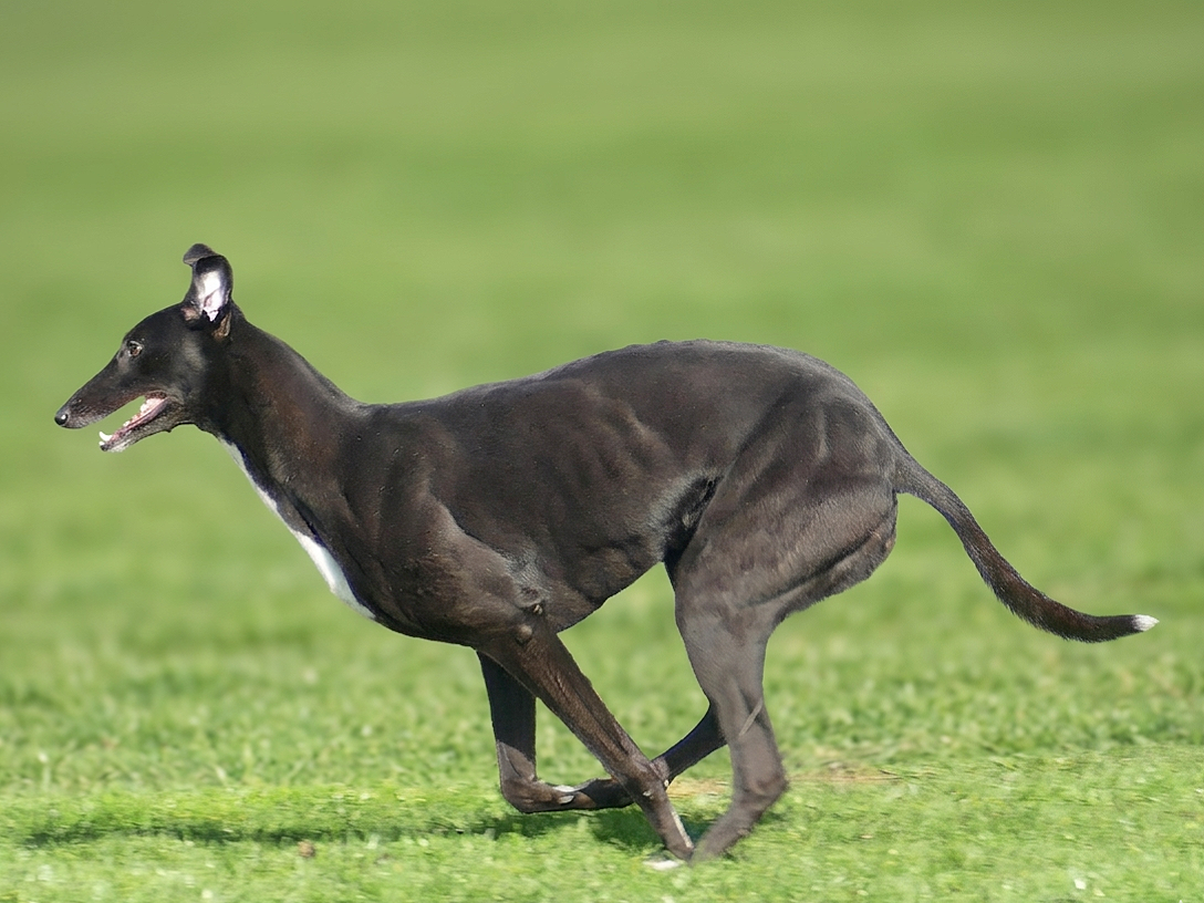 A black greyhound running on a grassy field with a green background.