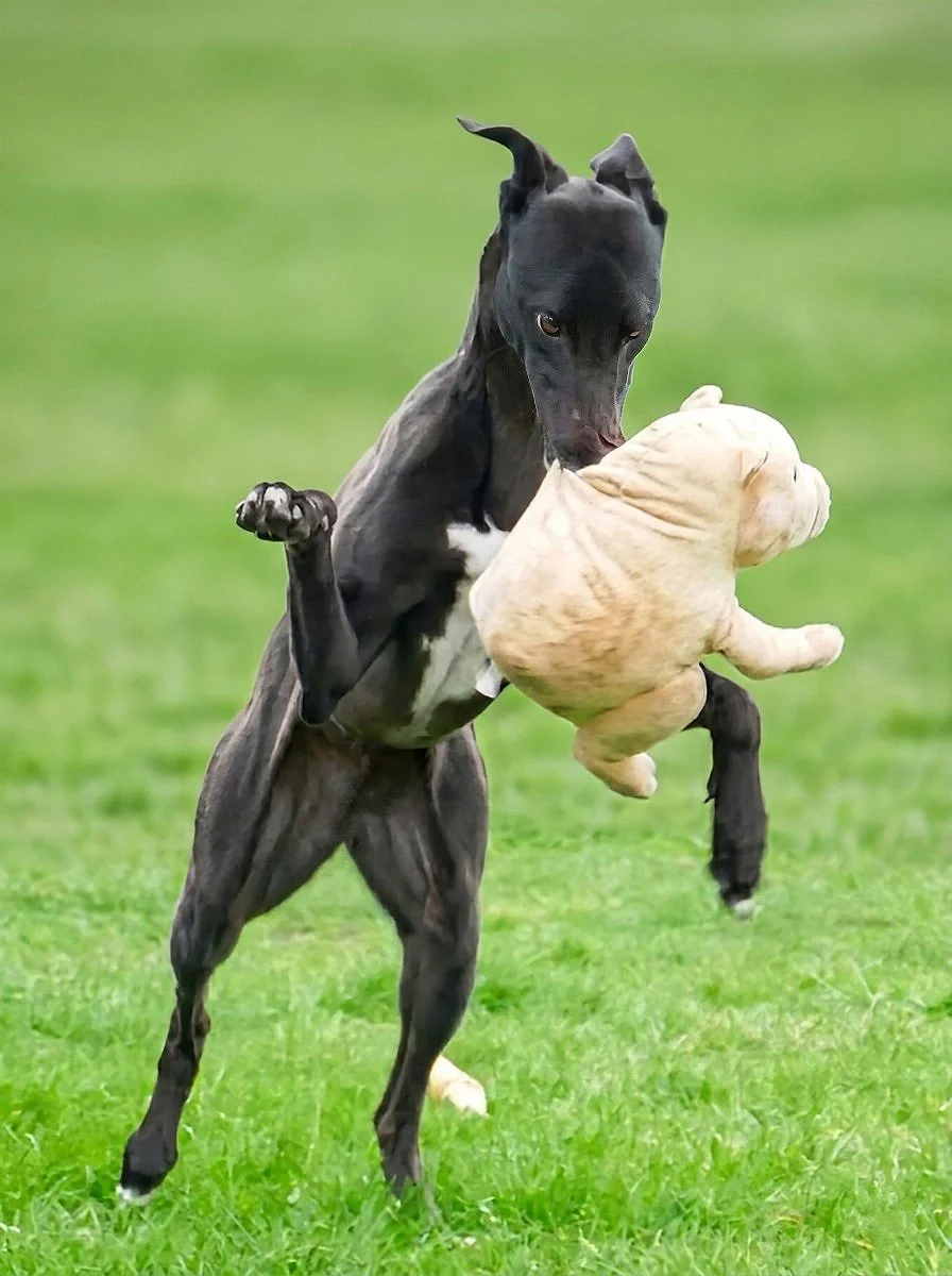 A black dog, possibly a Great Dane, playing with a beige stuffed puppy toy on a grassy field.