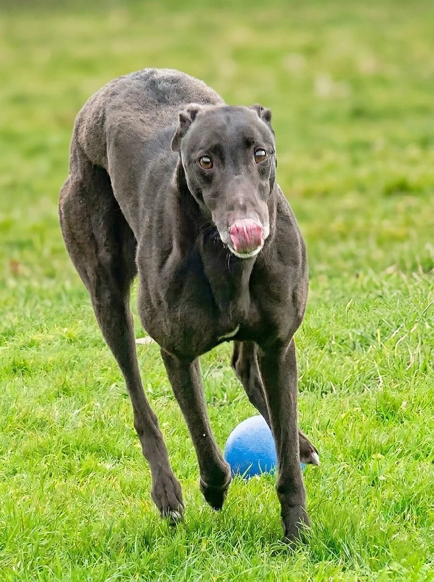 A black dog with a pink tongue sticking out, standing on green grass near a blue ball.