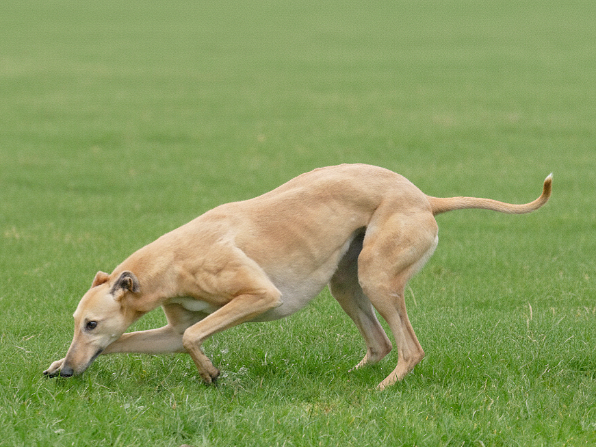 A tan-colored dog is sniffing the grass in a field.