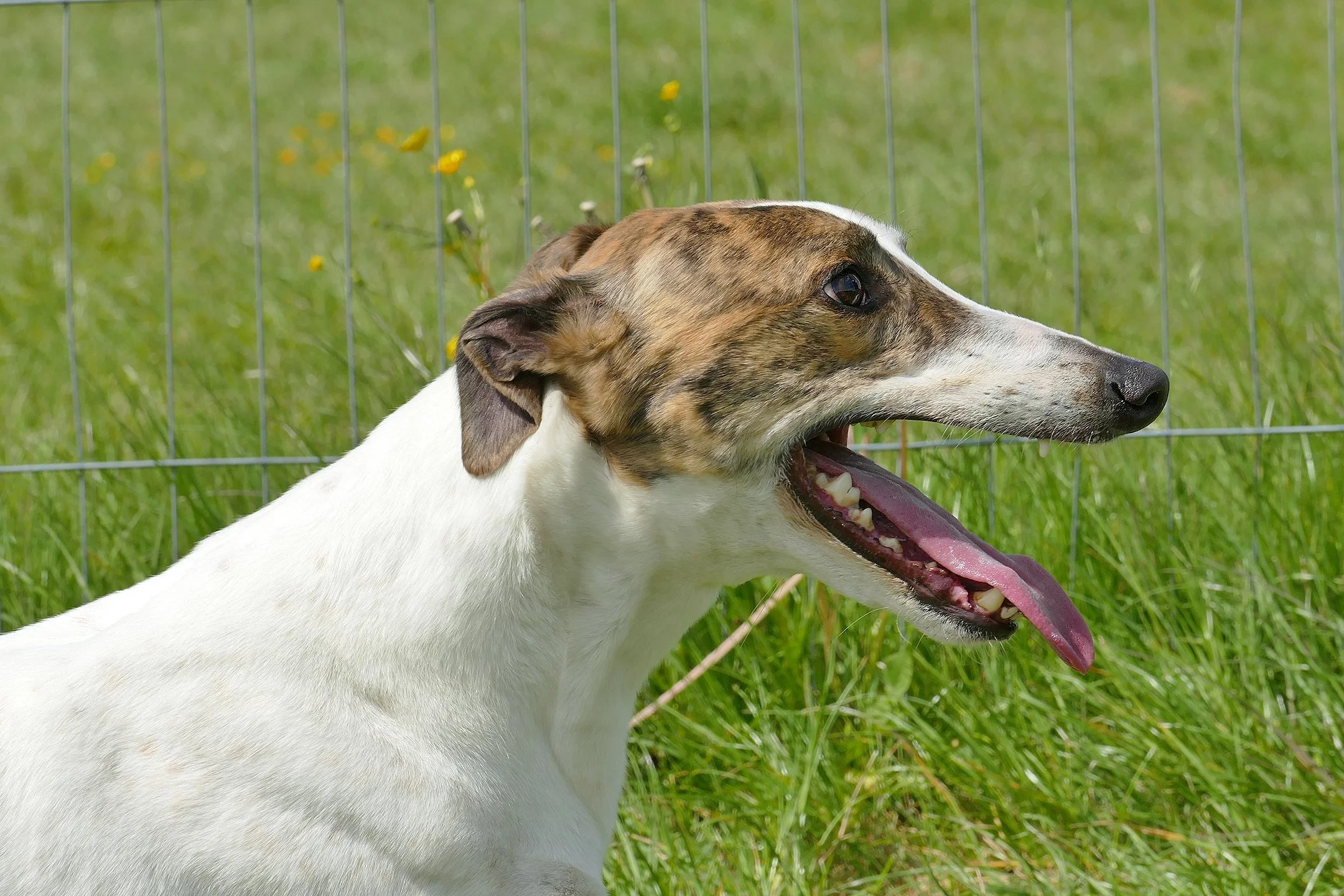 A dog with a white body and a brindle and white face, panting with its tongue out, outdoors near a wire fence.