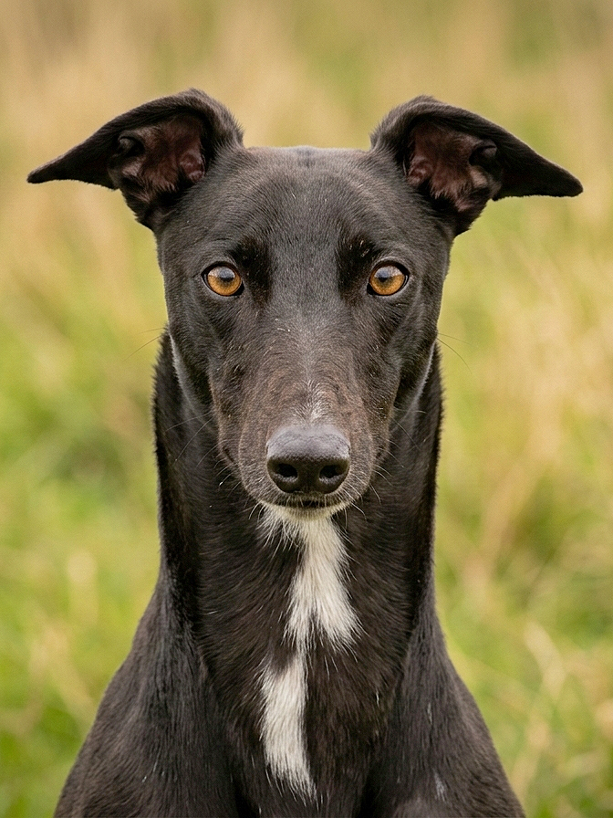 A black hound dog with a white patch on its chest, looking directly at the camera, outdoors with a blurred grassy background.