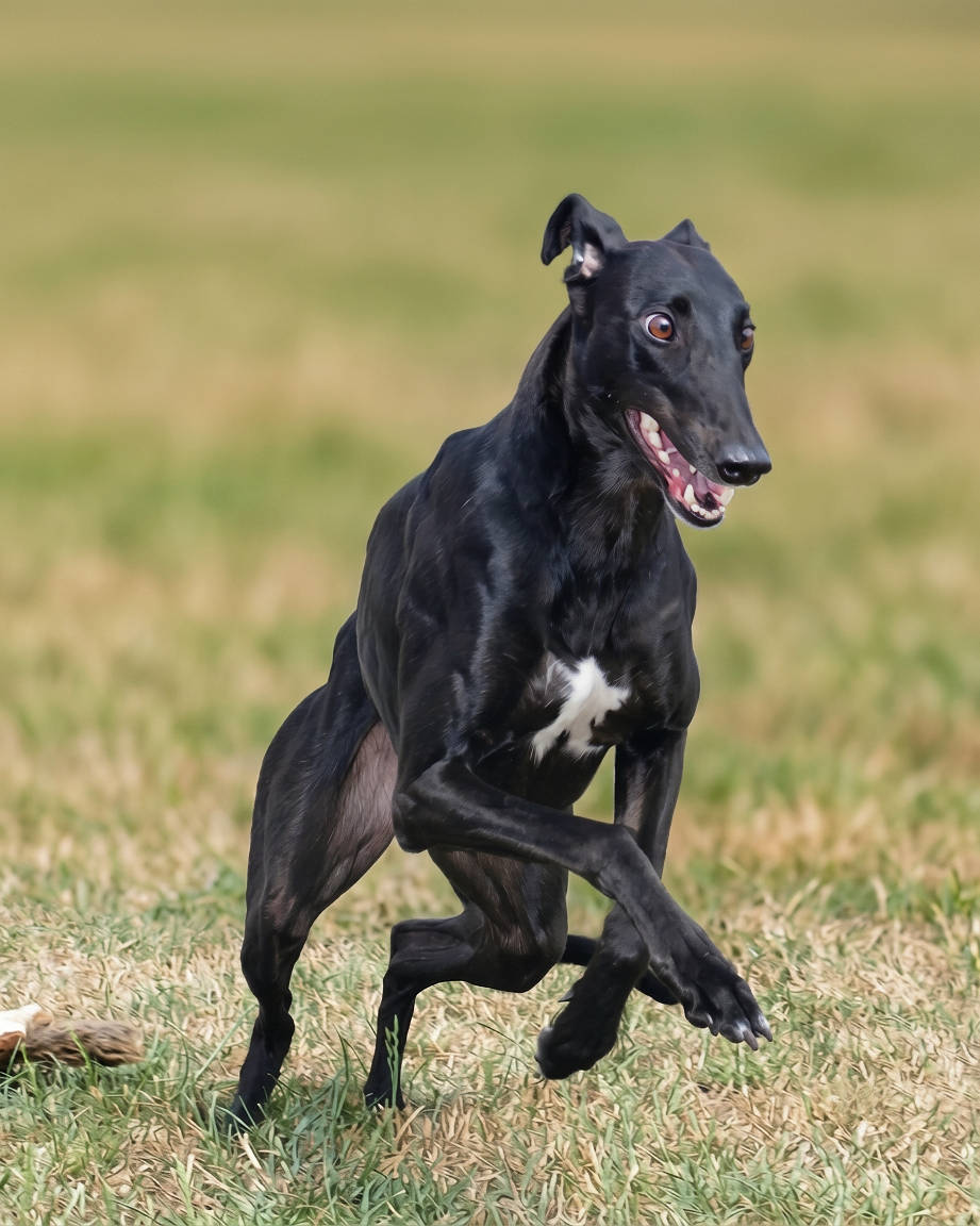 A black greyhound dog with a white chest running on grass, looking excited.