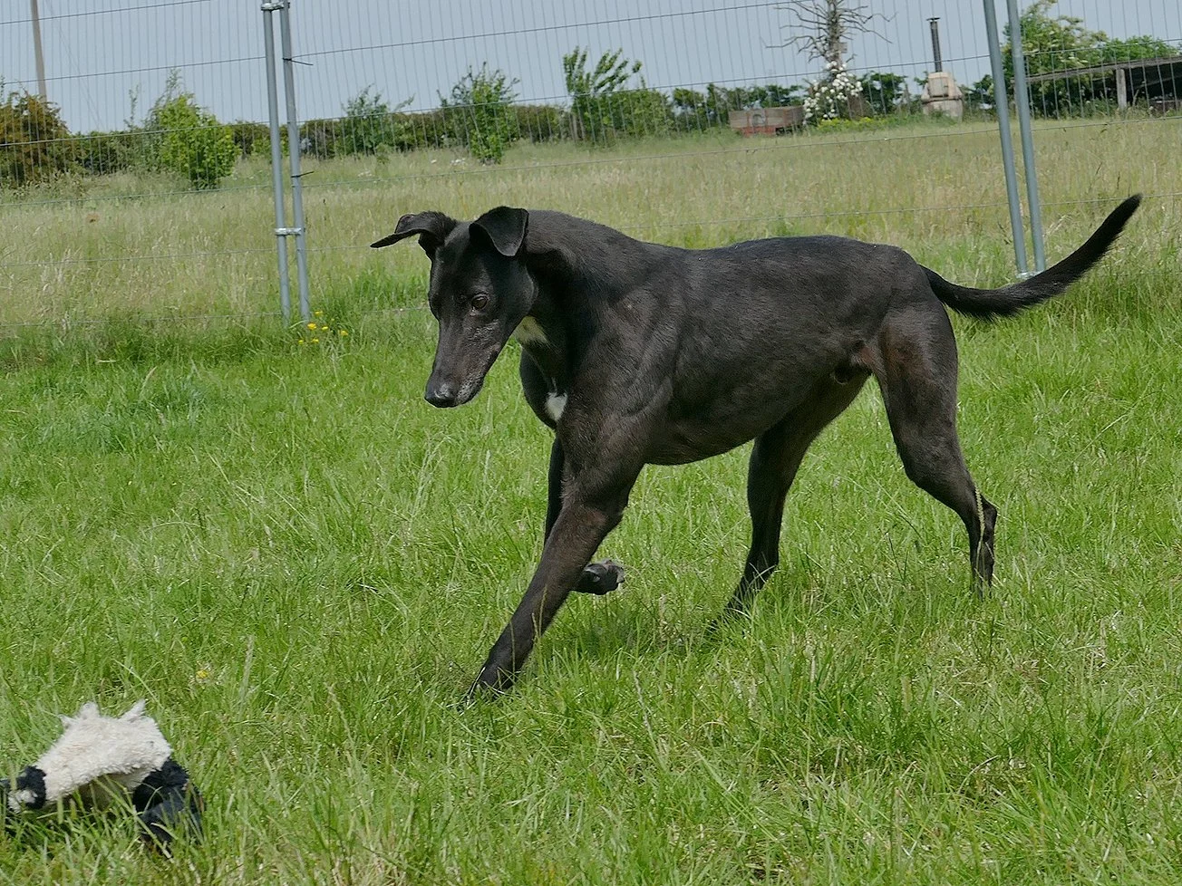 Black dog playing on a grassy field with a stuffed animal toy nearby, enclosed by a wire fence, with trees and cloudy sky in the background.