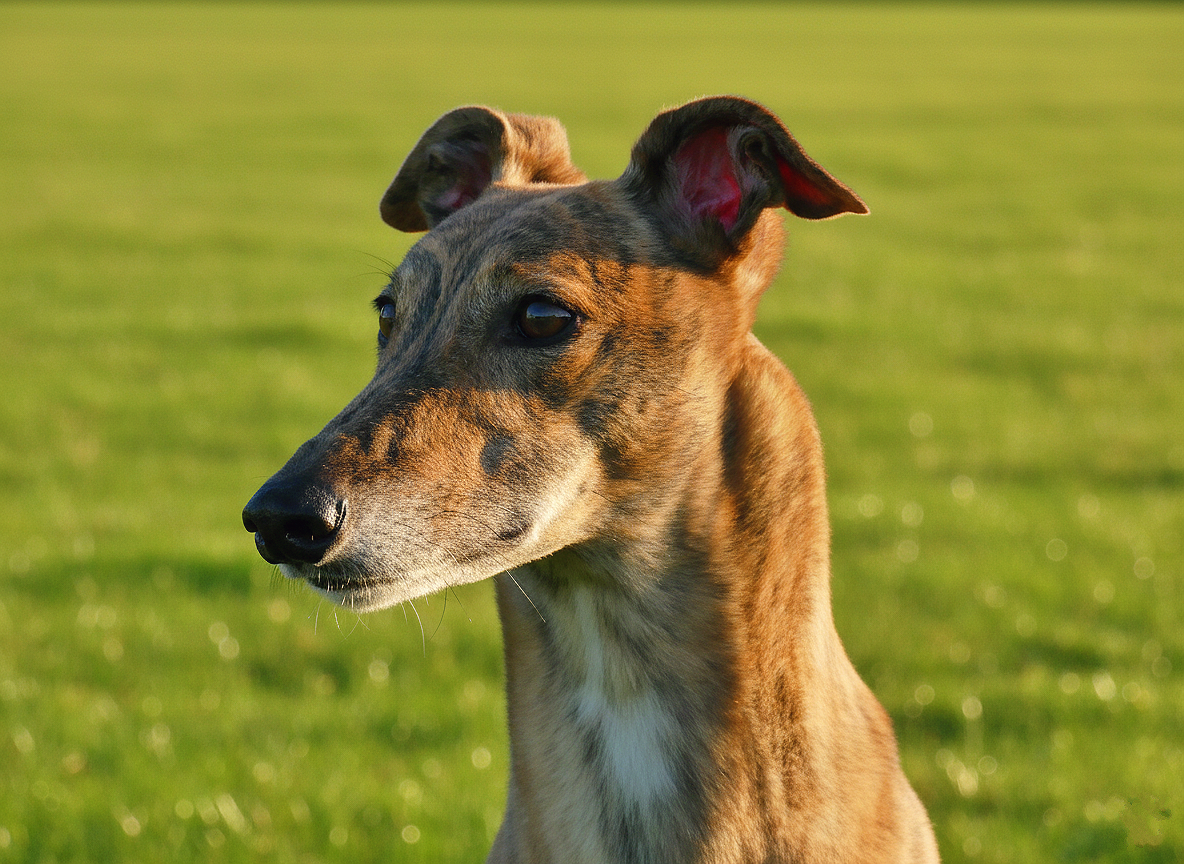 A close-up of a young greyhound dog standing outdoors on grass, with a blurred green background.