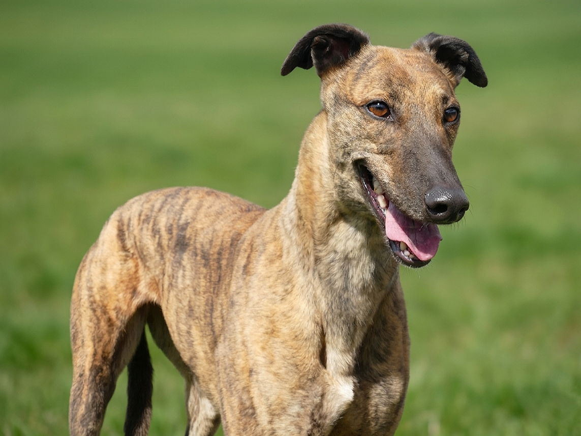 A brindle-colored dog standing outdoors on grass, with its tongue out and looking happy.