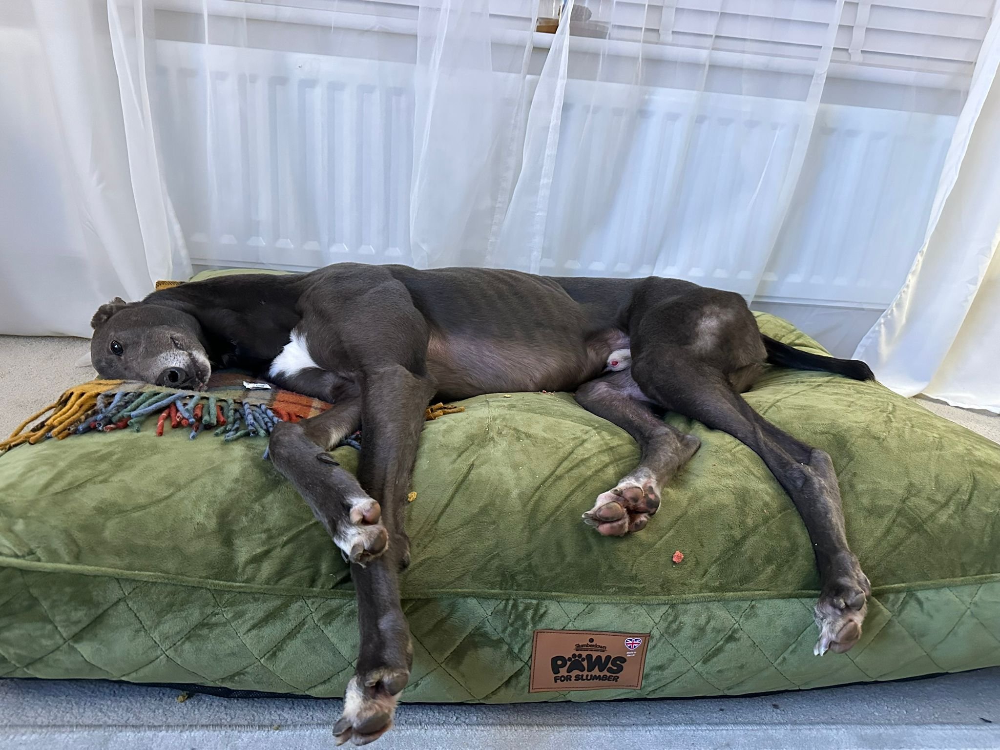 Jake Stanley (Song Sung Blue)