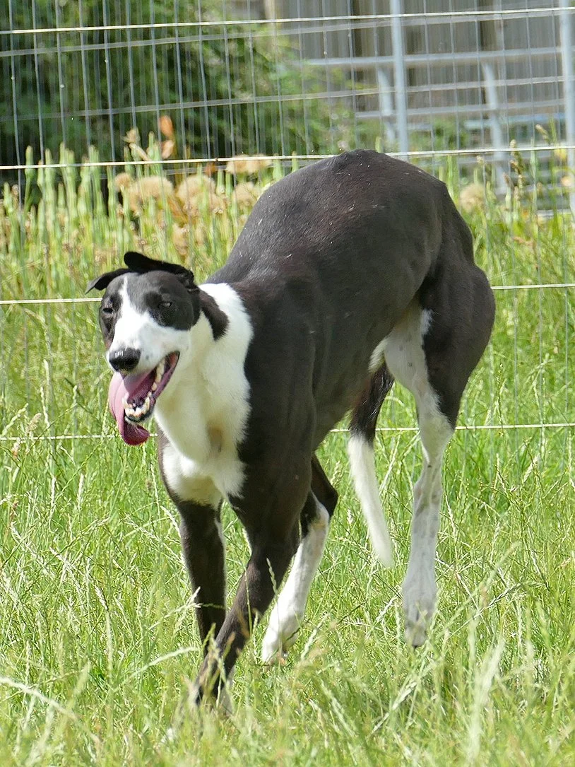 A black and white dog with a happy expression standing in a grassy field enclosed by wire fencing.