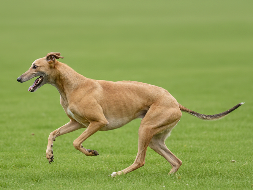 A dog with a human-like face, tan coat, running on a grassy field.