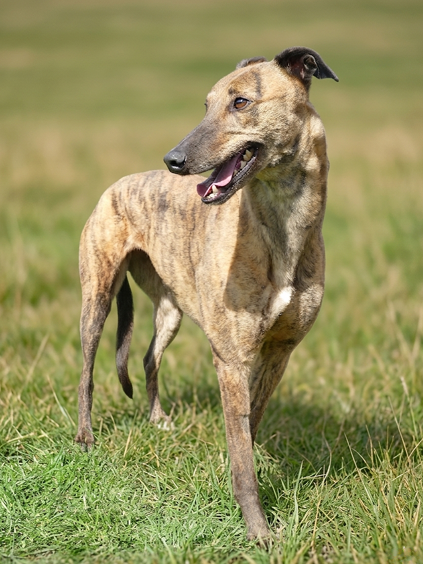 A brindle greyhound walking on grass in a field.