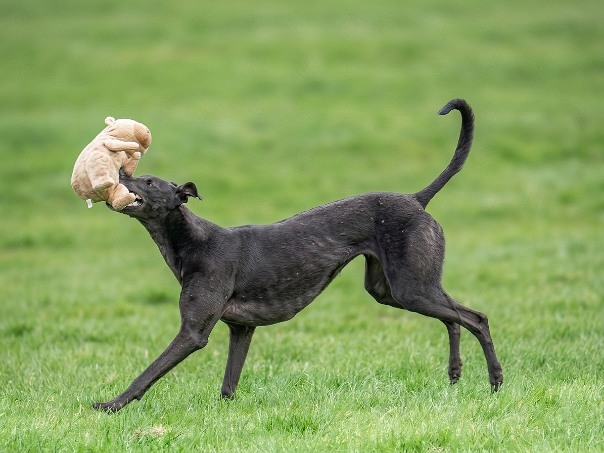 A black greyhound dog playing fetch on green grass with a plush teddy bear toy in its mouth.