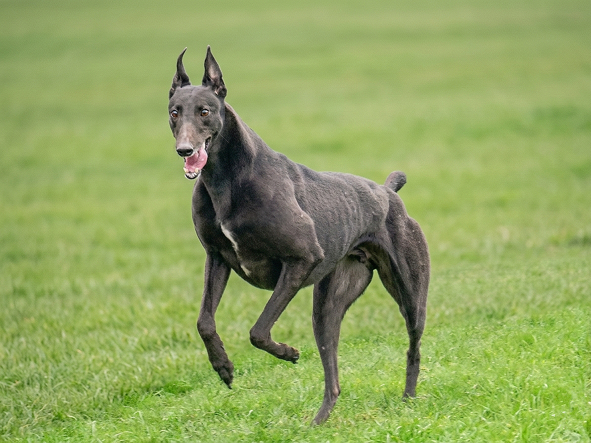 A black greyhound dog running on green grass with its tongue out.