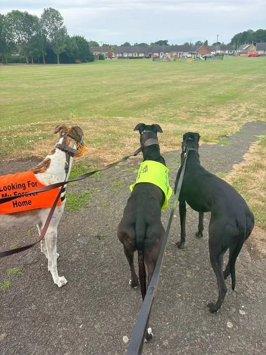 Three dogs on leashes standing on a paved path in a park, with open grassy fields and houses in the distance.