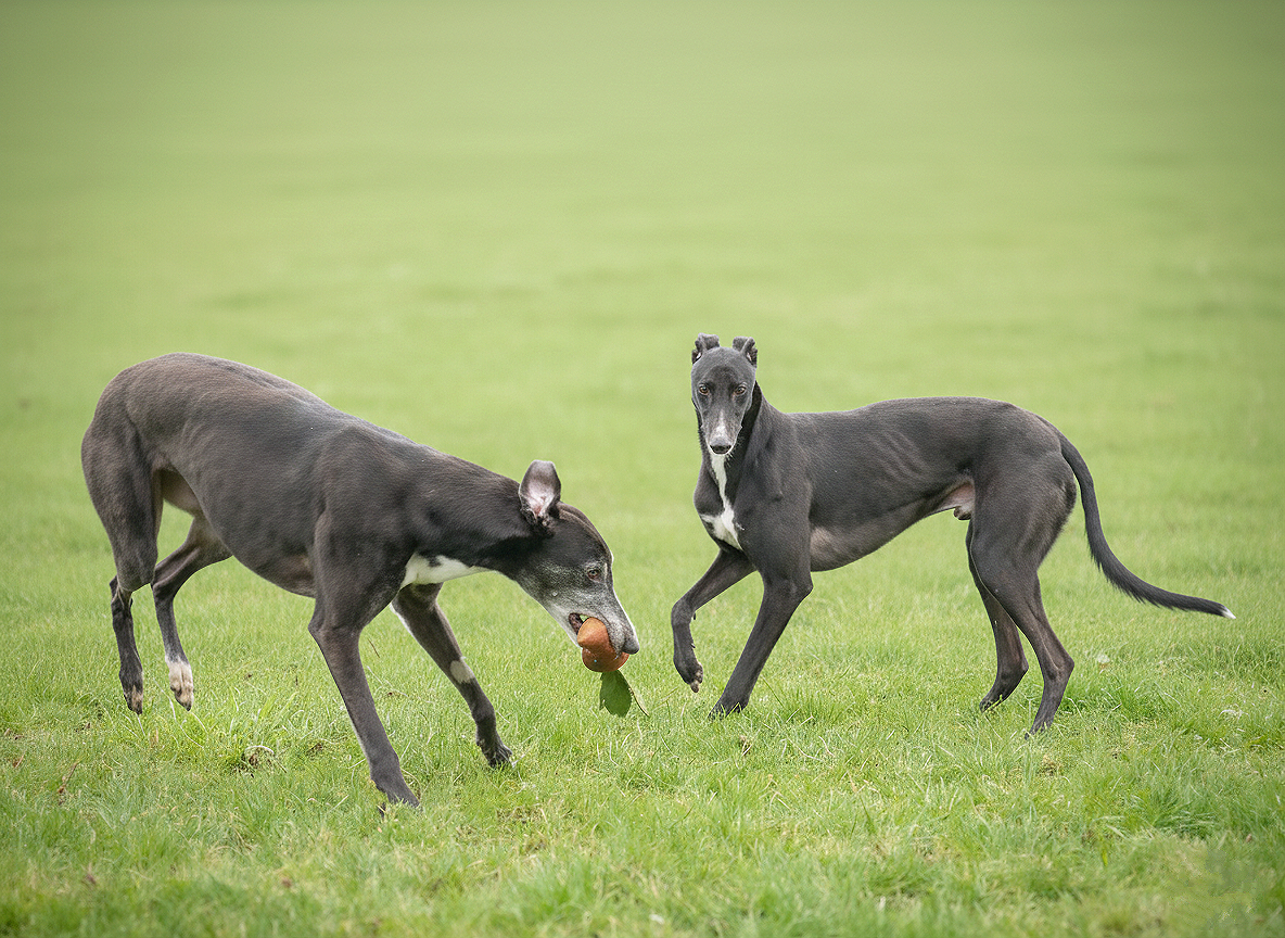 Two black Greyhounds playing on a grassy field, one with a ball in its mouth.