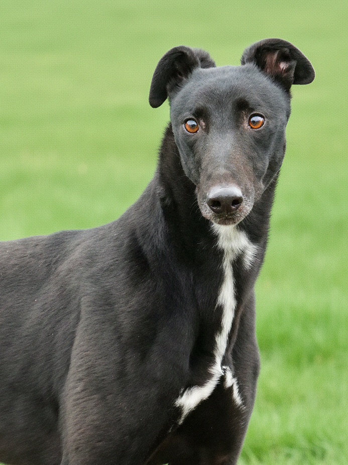 Black dog with white markings on chest and face, standing on grass, looking directly at camera.