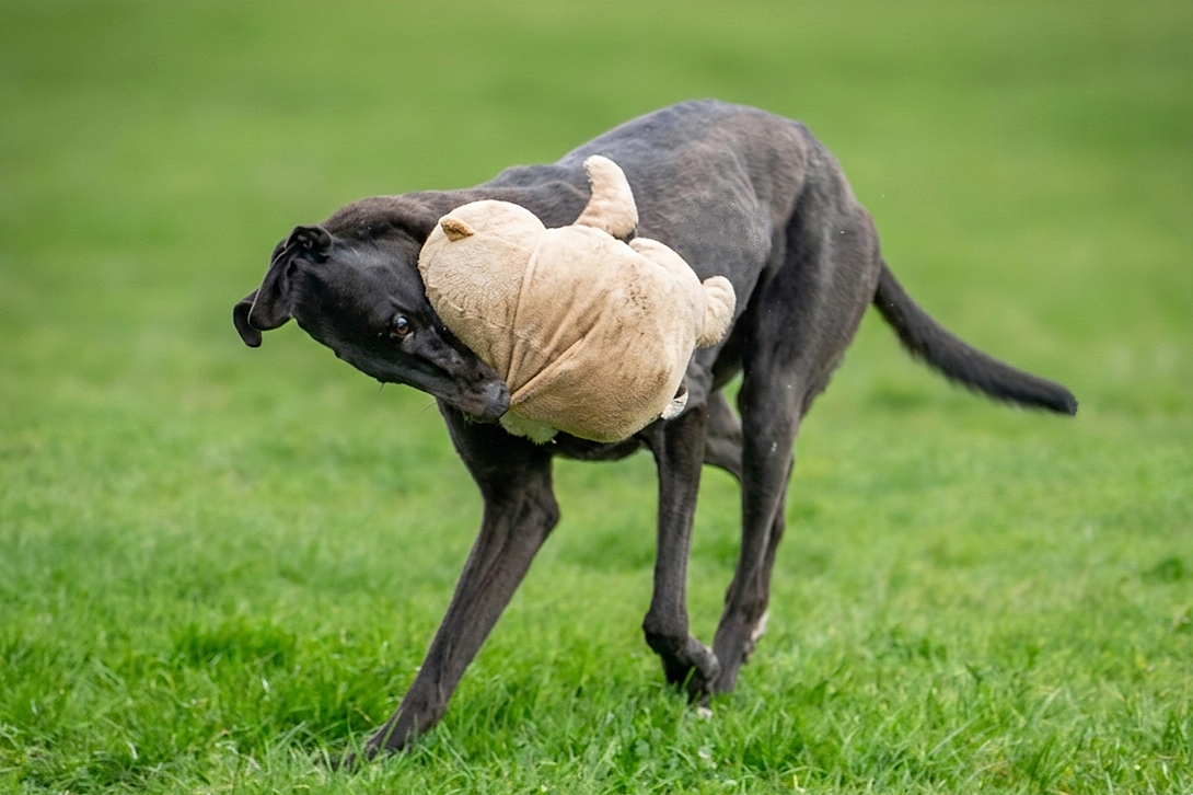 A black dog playing fetch with a beige stuffed teddy bear on a grassy field.