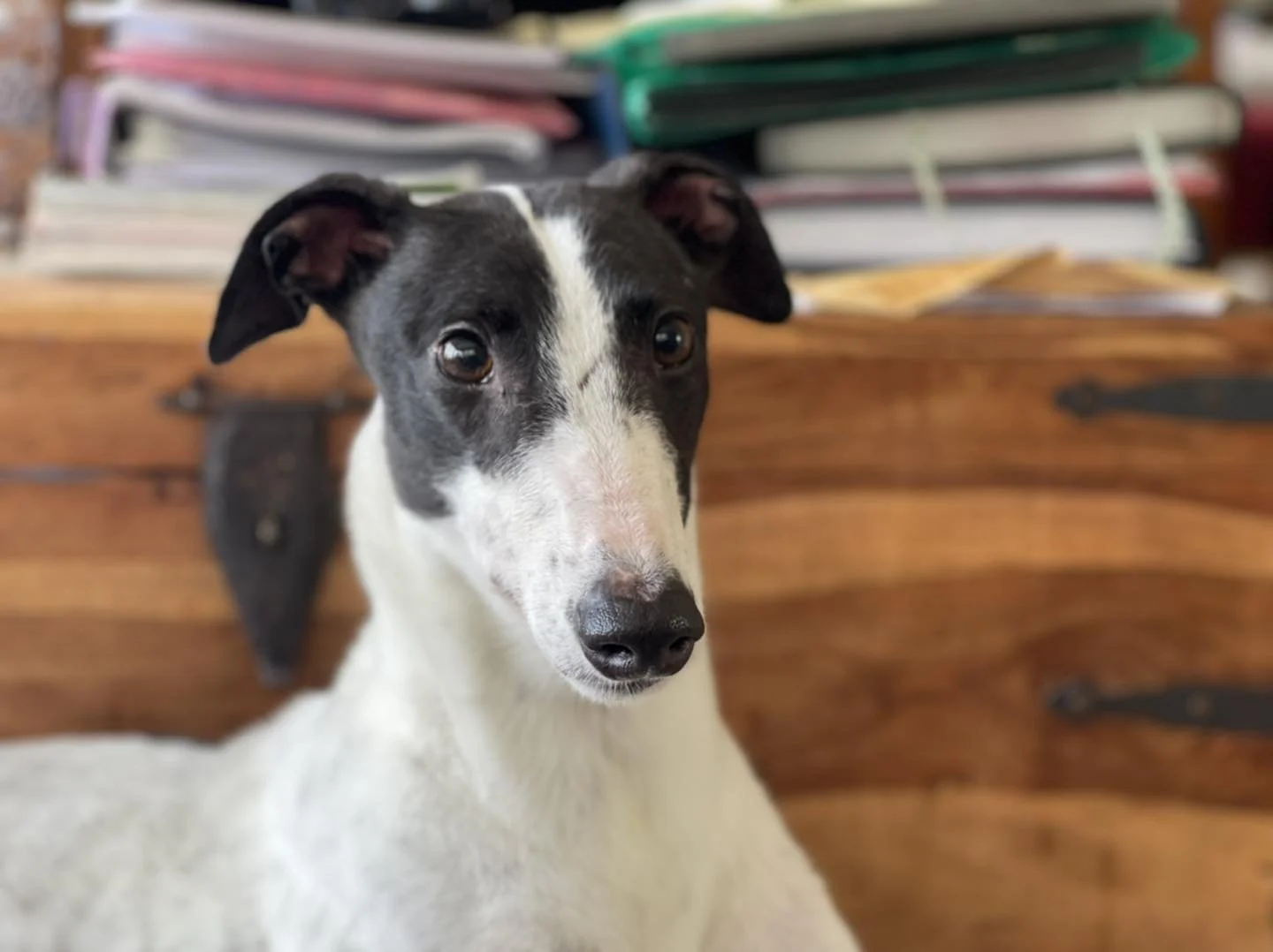 Pearl (Killala Pearl)