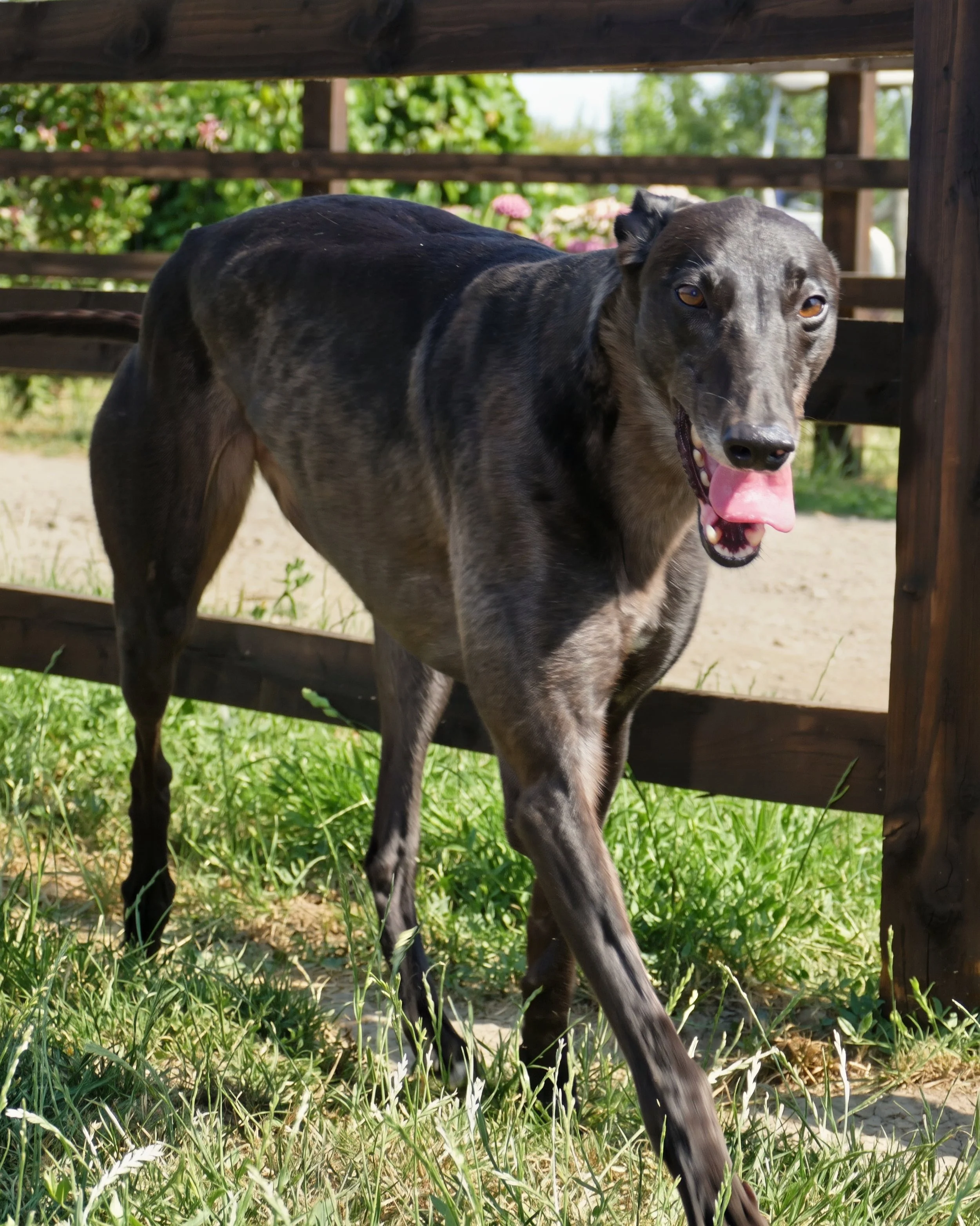 A grey and black dog with a pink tongue hanging out, standing outdoors under a wooden structure with green grass and bushes in the background.