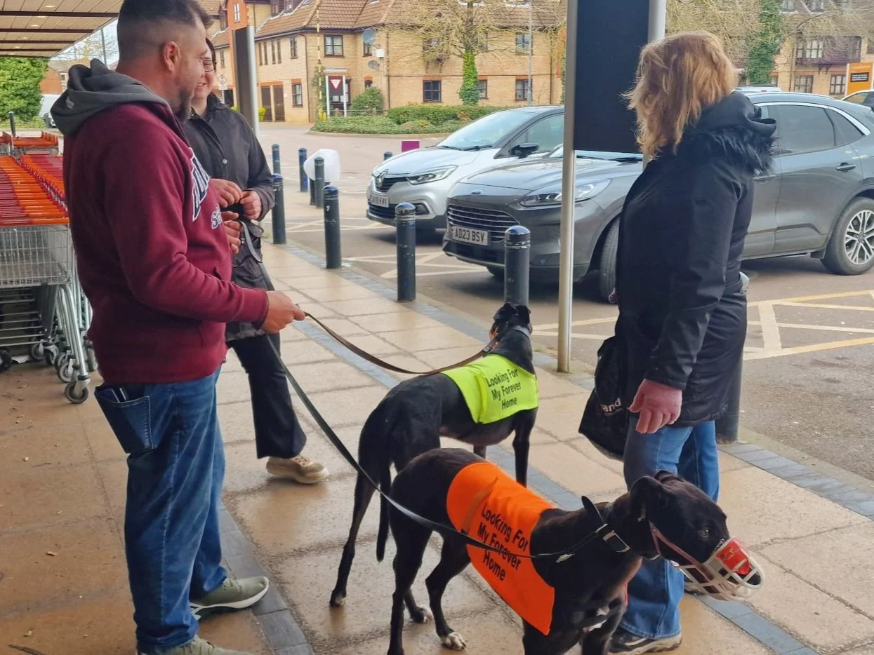 Two women and two men standing outside a store, with two service dogs wearing bright vests that read 'Looking for My Forever Home.' One dog has a muzzle. The group appears to be engaging in a conversation.