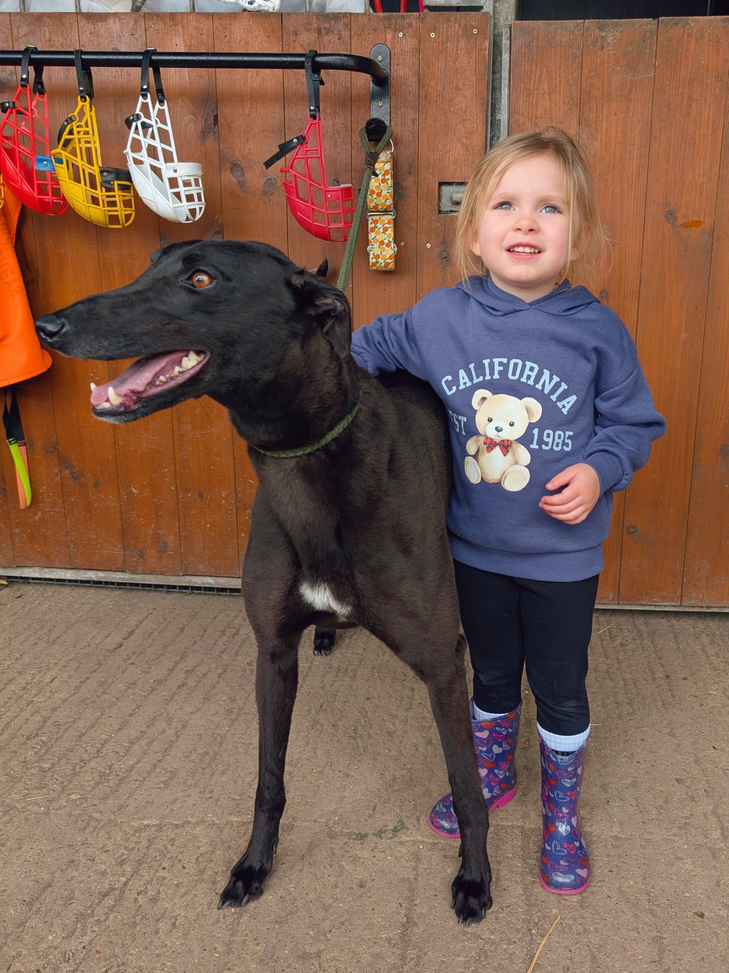 A young girl with blonde hair, wearing a blue hoodie with a teddy bear graphic, stands next to a black greyhound dog with a green collar. They are outdoors with a wooden fence and grooming supplies hanging on it.