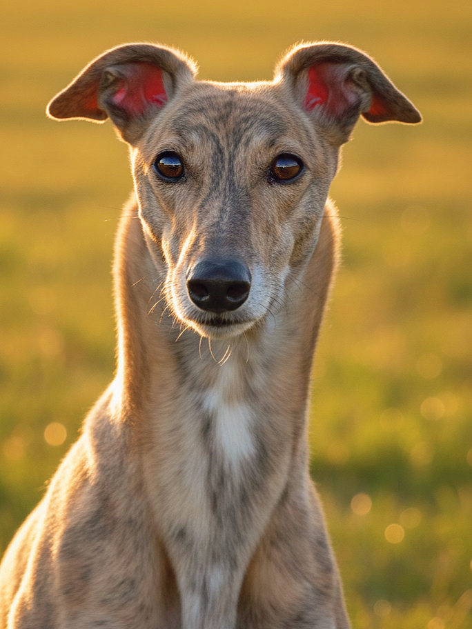 A close-up of a greyhound dog with a gentle expression, standing outdoors with a blurred grassy field background at sunset.