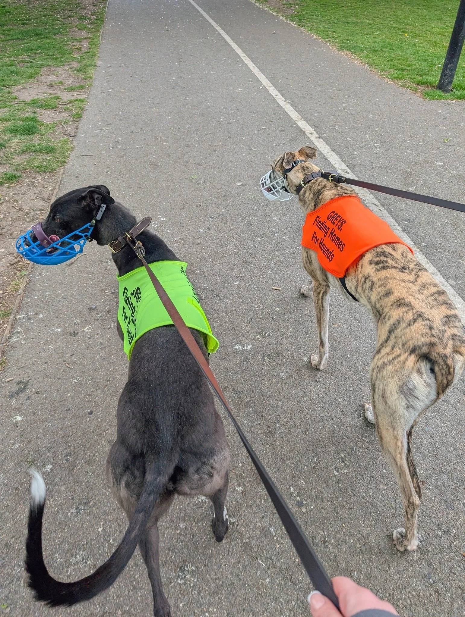 Two greyhounds on a paved park path wearing bright vests and muzzles, one in green and the other in orange, with the text 'Greyhounds Finding Homes For Hounds.'