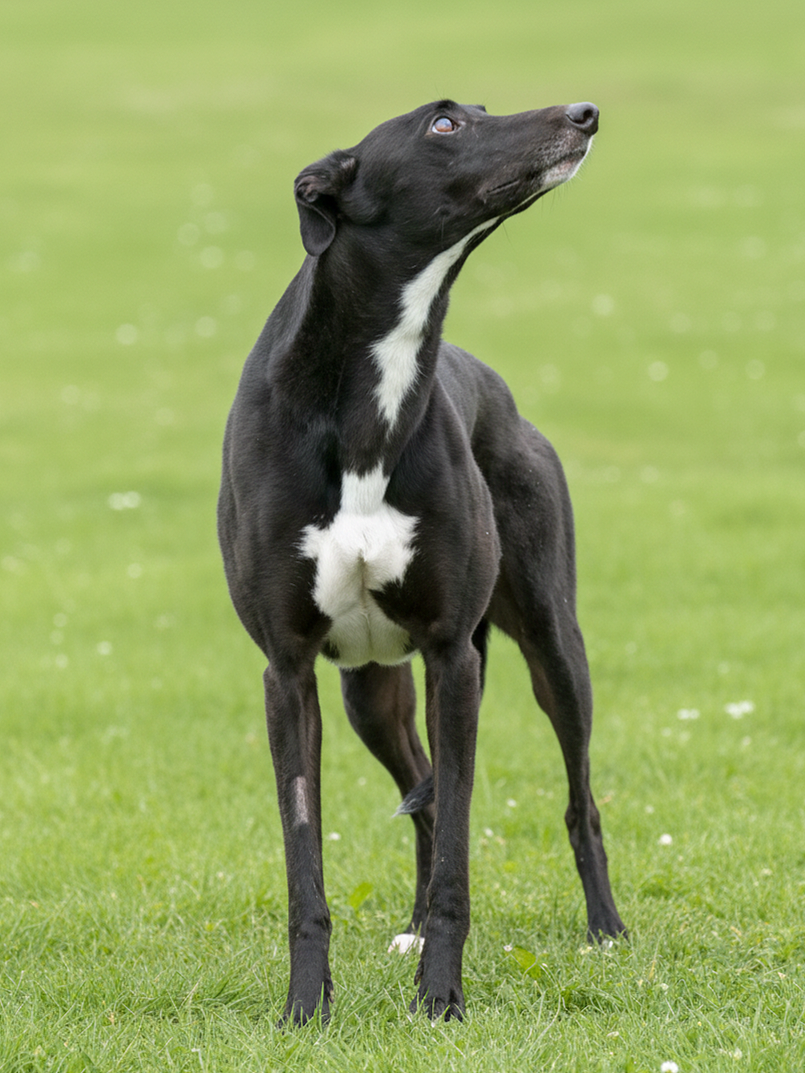 A black and white dog standing on green grass, looking upwards.