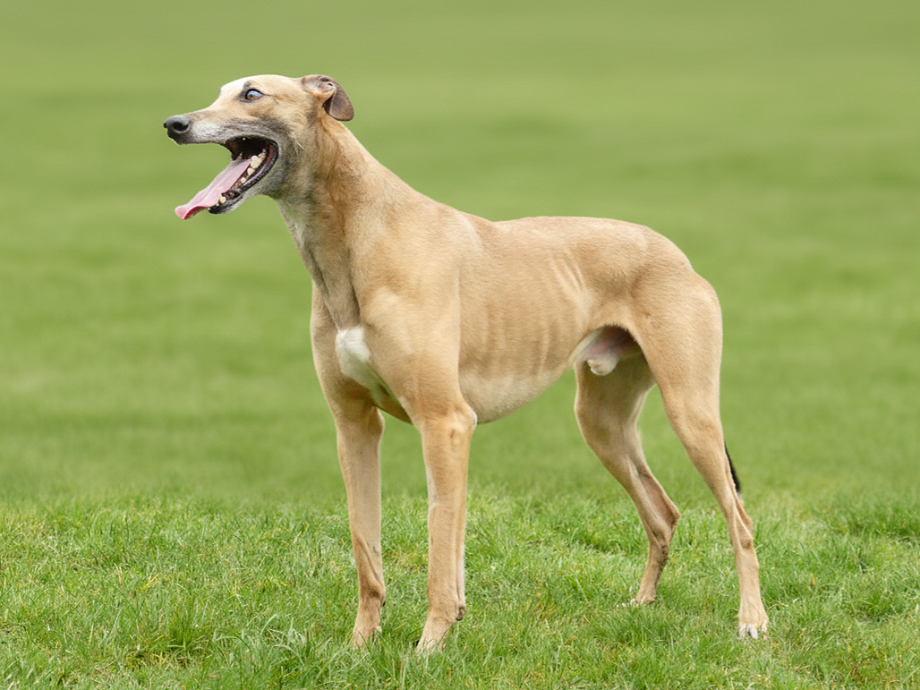 A tan greyhound dog standing on green grass with a blurred green background, mouth open and tongue out.