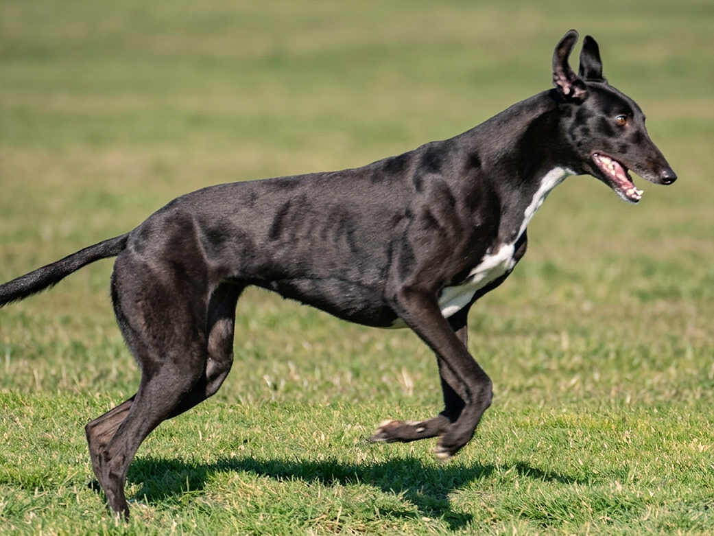 A black and white dog running on grass in an open field, with ears perked up and mouth open.