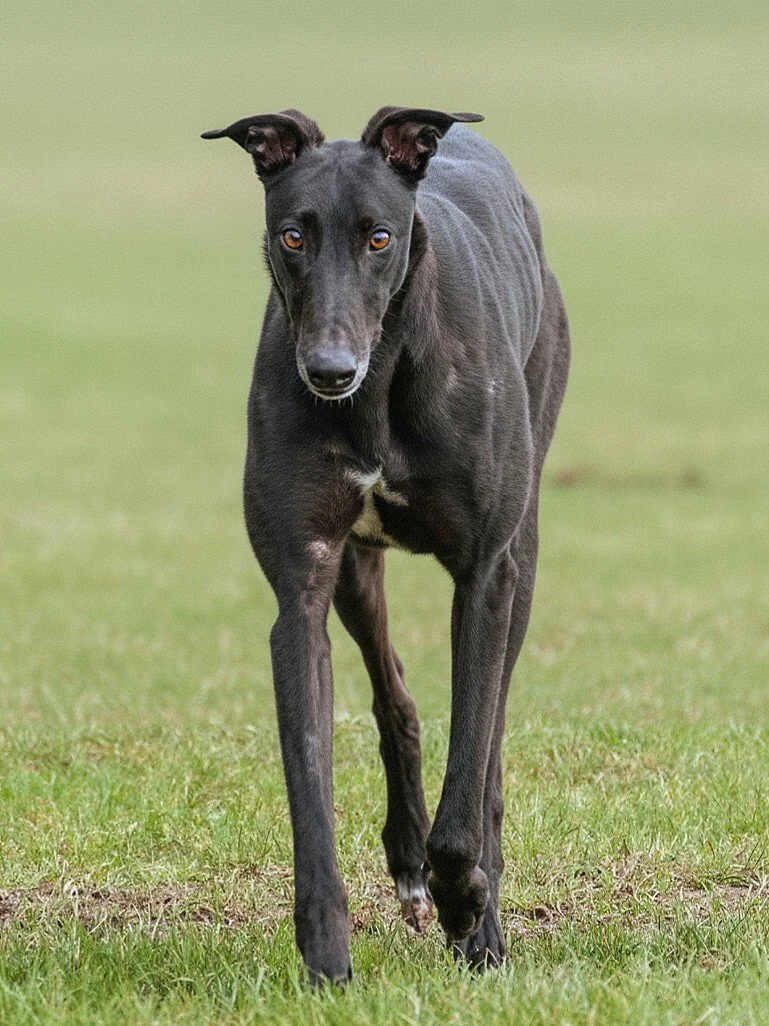 Black Great Dane walking on green grass