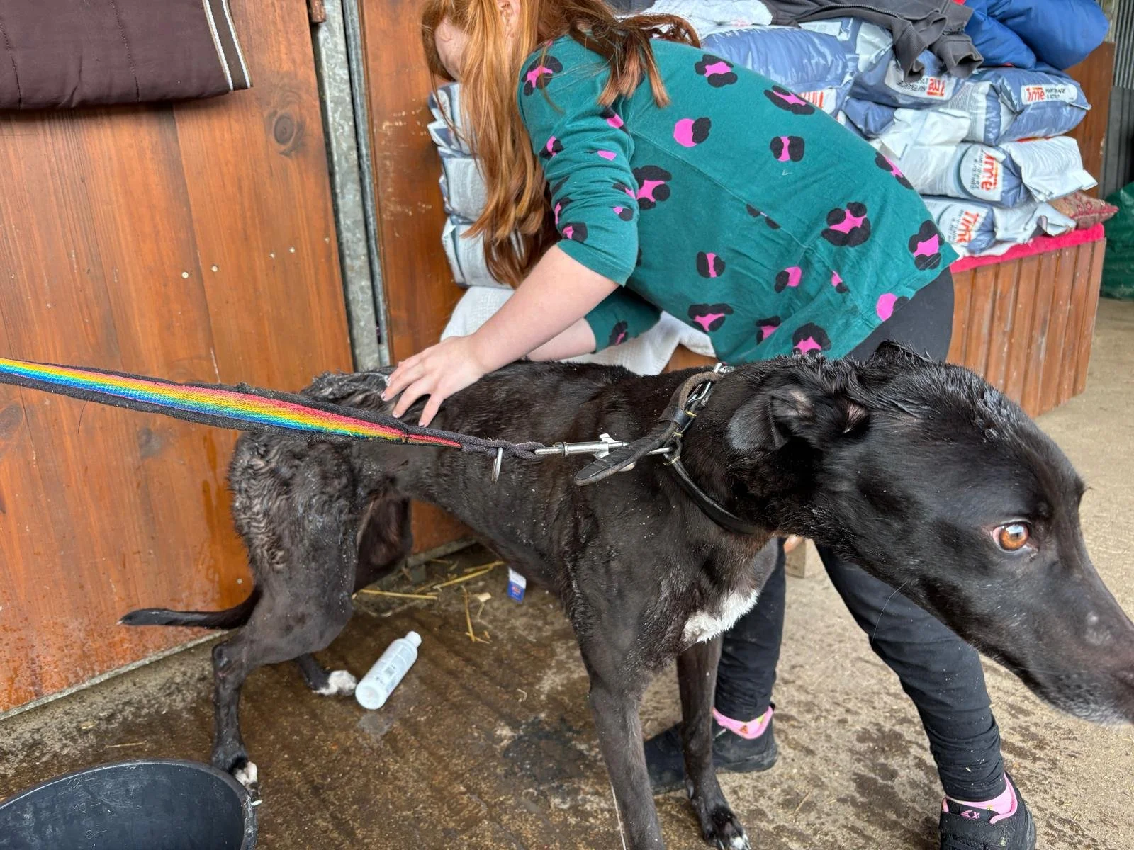 A young girl with red hair, wearing a teal shirt with pink and black patterns, is gently petting a wet black dog with a white patch on its chest, in a muddy outdoor area. The dog is on a rainbow-colored leash and appears to have been bathed. Behind t