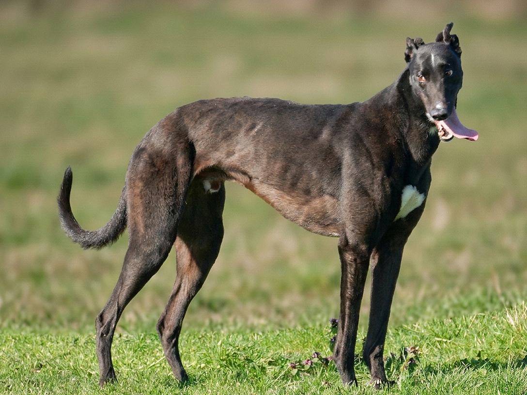 A black greyhound dog standing on grass with its tongue out and ears up in an outdoor setting.