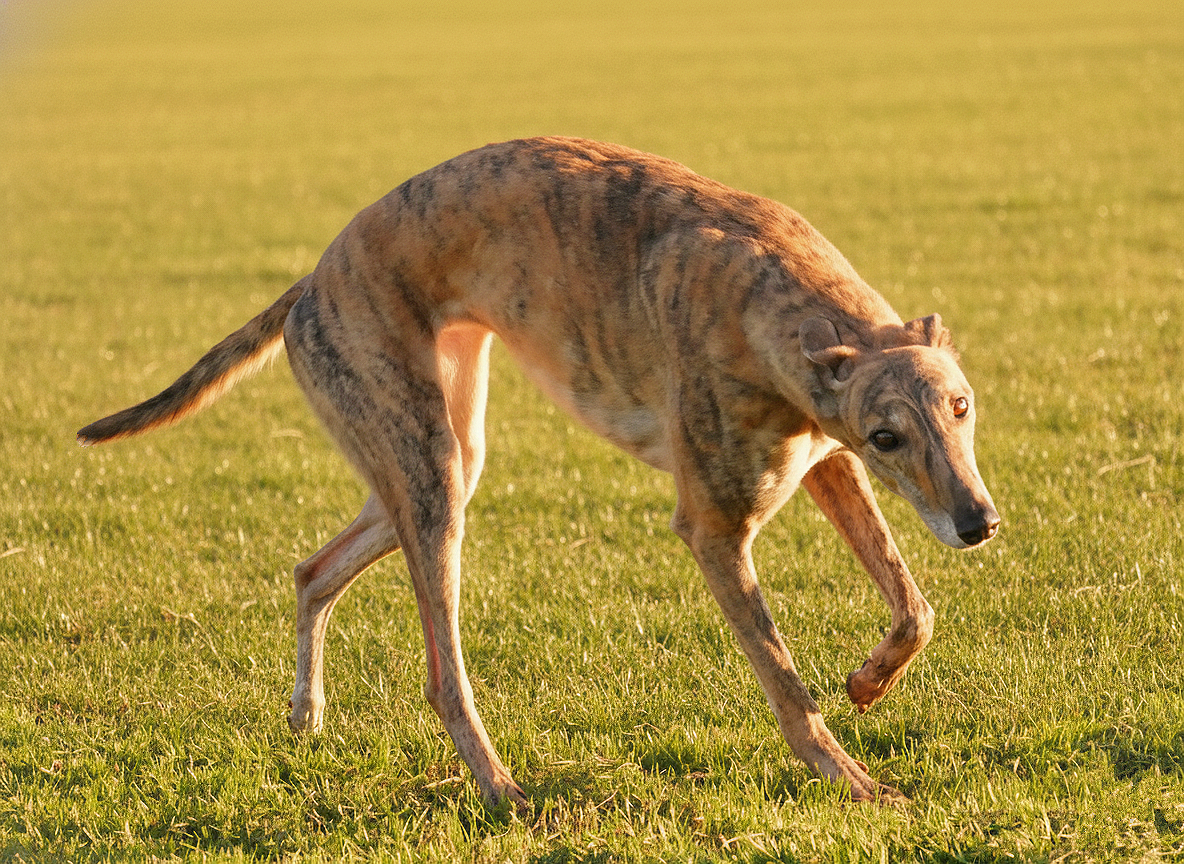 A dog with a brindle coat in a grassy field, lifting one paw and looking at the camera.