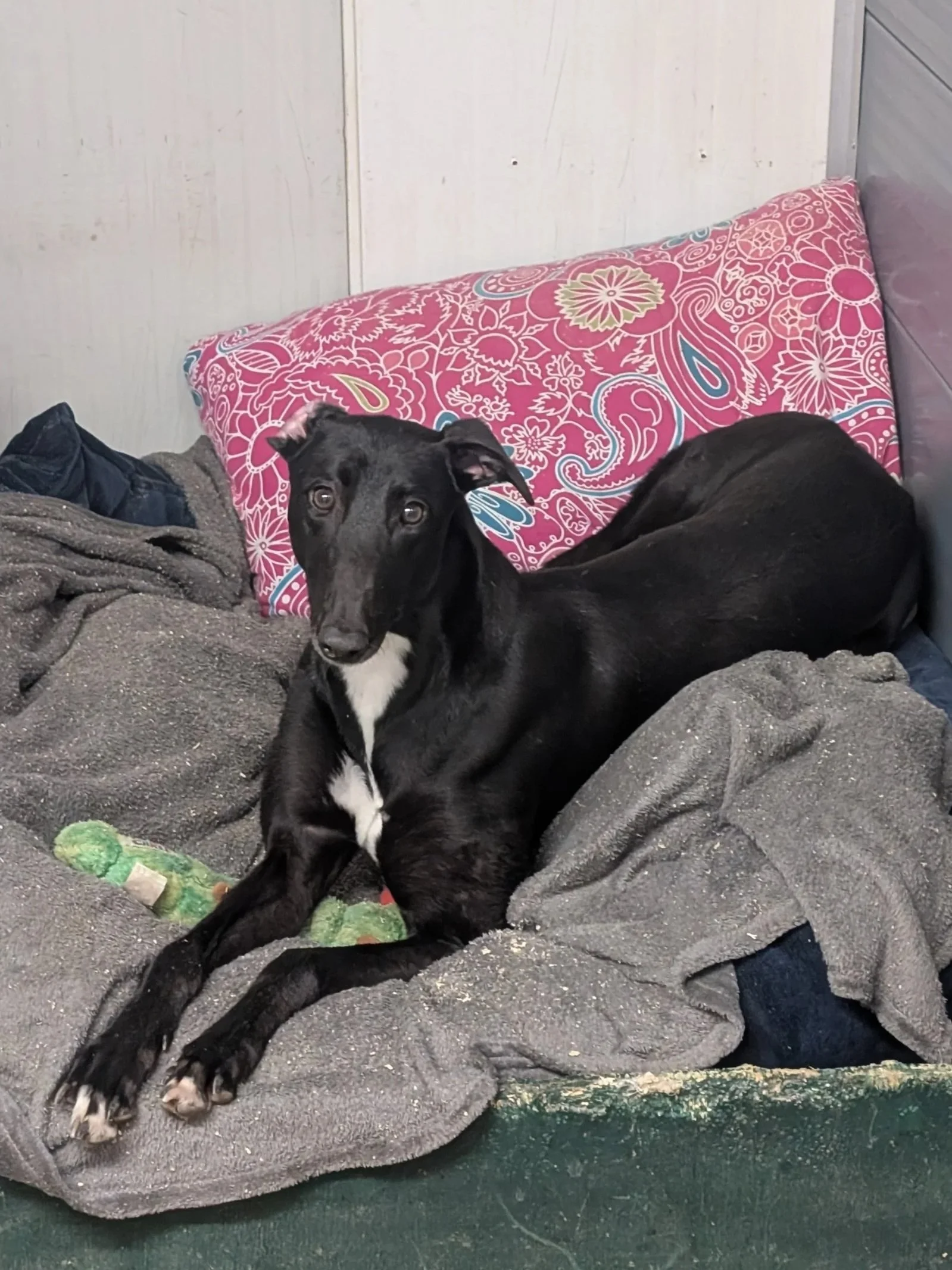 A black dog with white markings on its chest lies on a gray blanket in a cozy bedding area with a floral pink and blue pillow behind it. The dog looks directly at the camera.