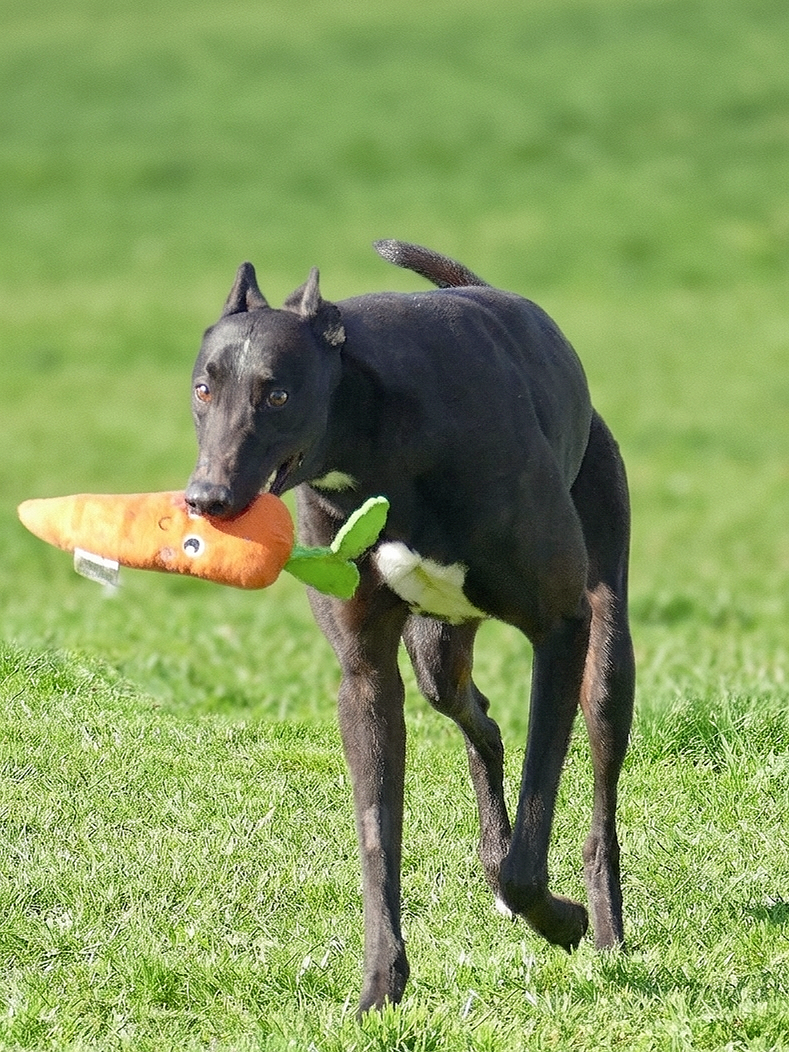 A black dog running on a grassy field carrying a plush toy shaped like a carrot in its mouth.