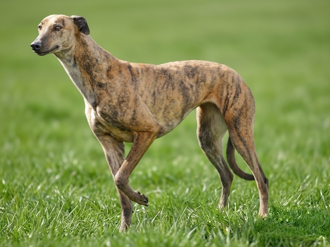 A dog with a brindle coat standing on green grass in a field.