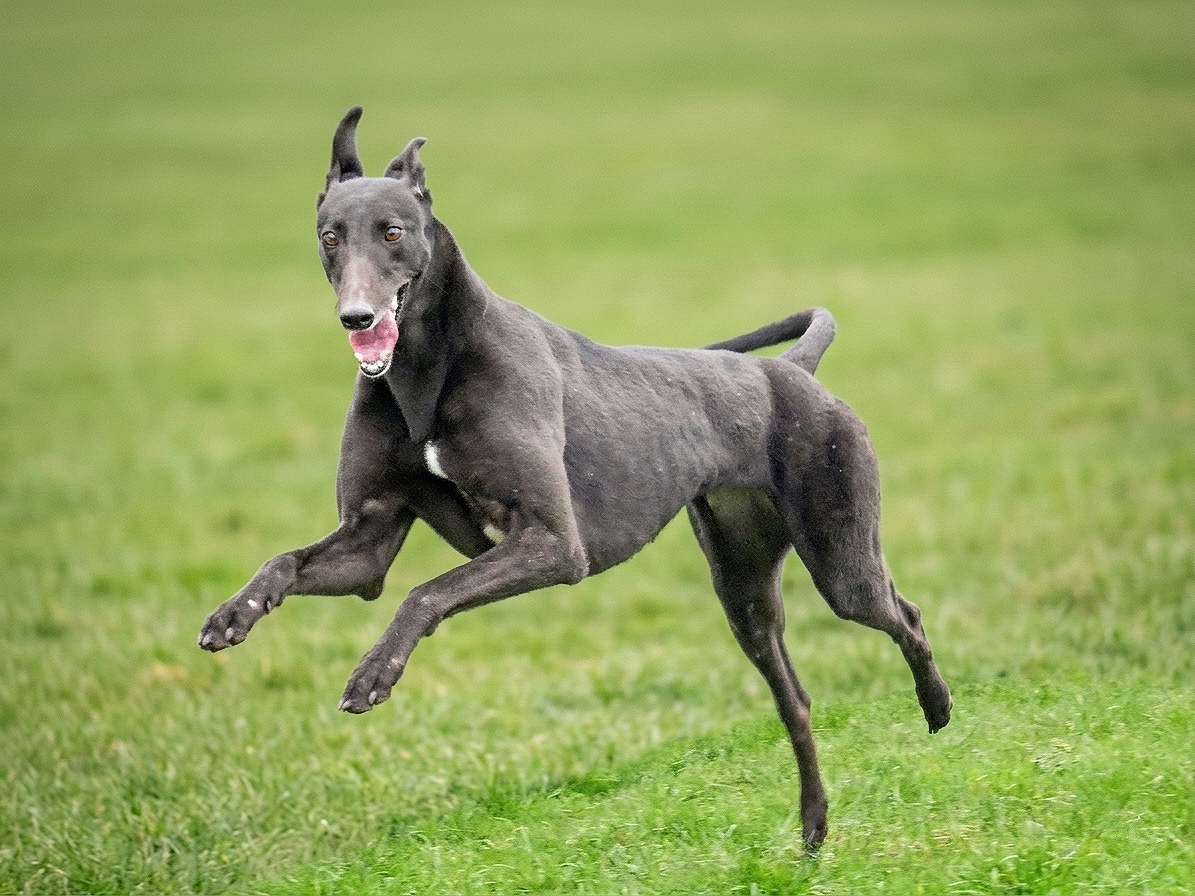 Black greyhound