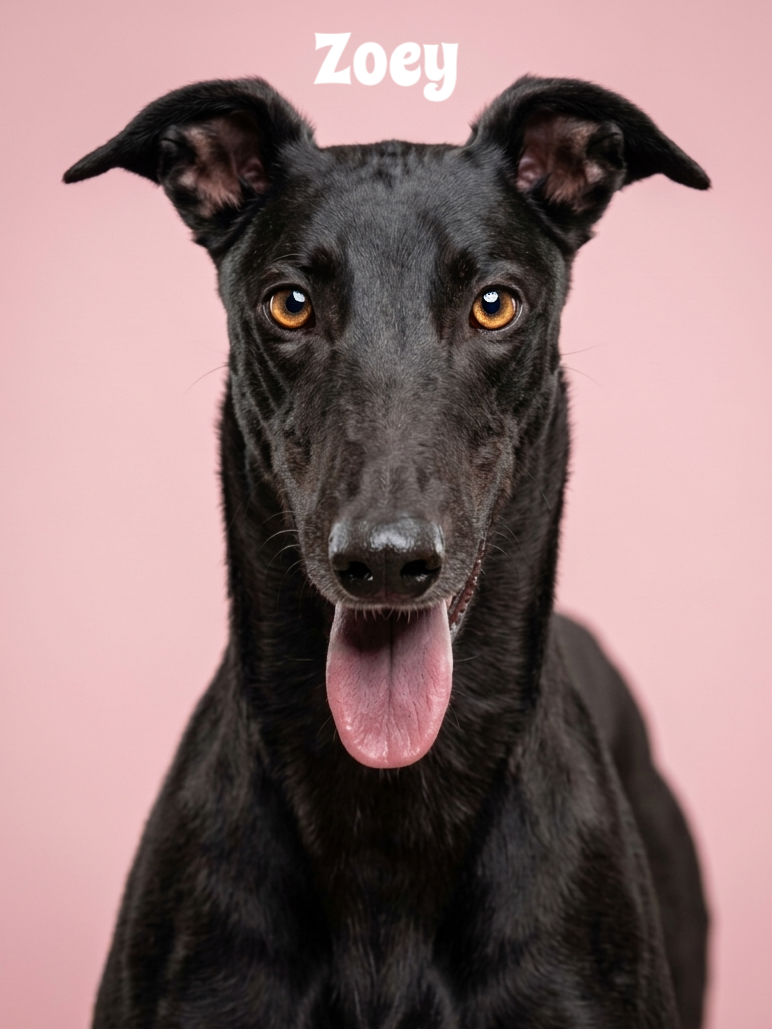 A black dog with amber eyes and a pink tongue sticking out, sitting against a pink background, with the name 'Zoey' written above its head.