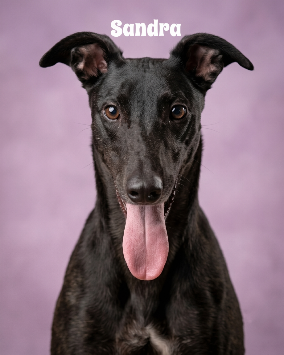 Close-up of a black dog with large ears and a pink tongue hanging out, against a purple background, with the name 'Sandra' written above.