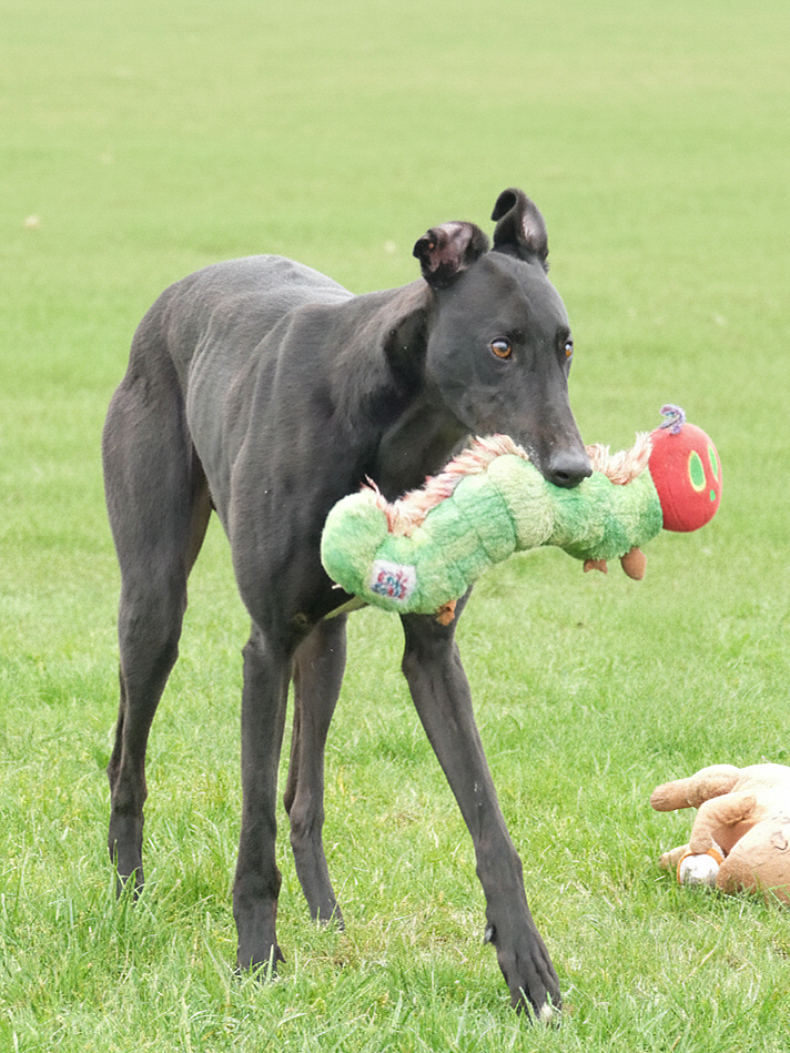 A black dog holding a plush green and red toy in its mouth, standing on a grassy field.