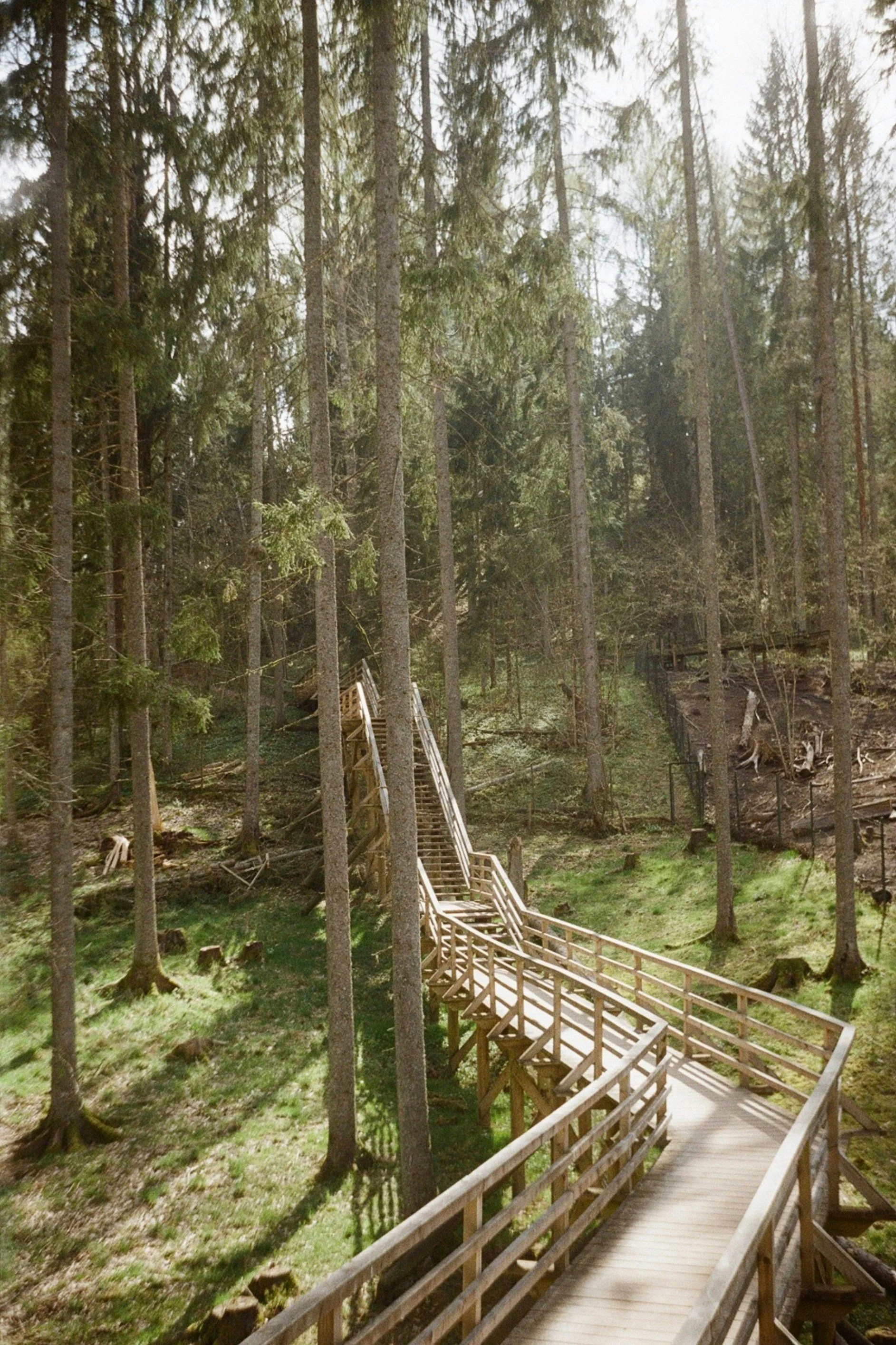 timber bridge walkway spanning the wetlands and cypress forest, swamp, pedestrian walkway